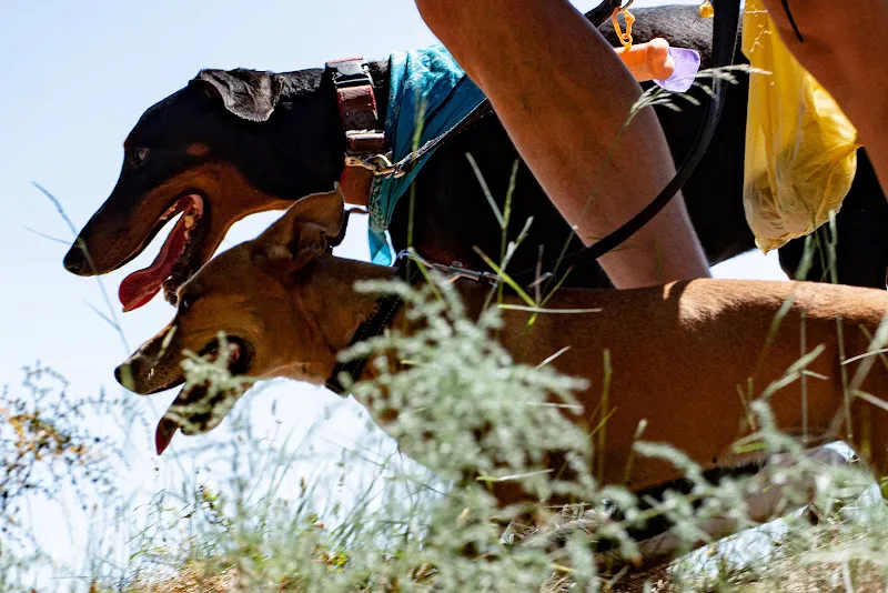 adiestrador canino barcelona personal trainer dog