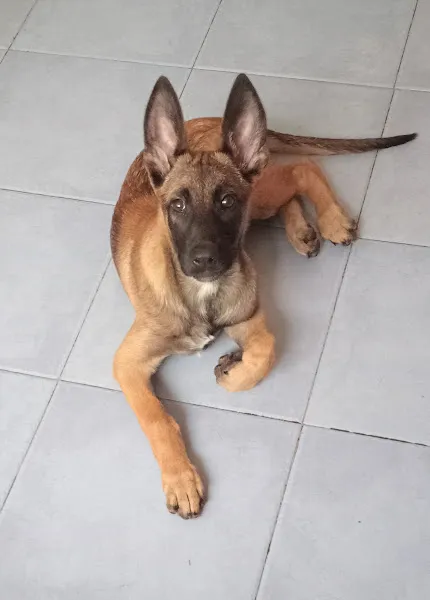 Cachorro Malinois tumbado en suelo mostrando atención durante adiestramiento castellon k9.