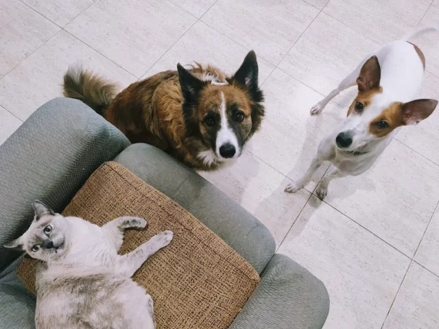 Alojamiento y Guardería Canina Familiar en Quer (Guadalajara)