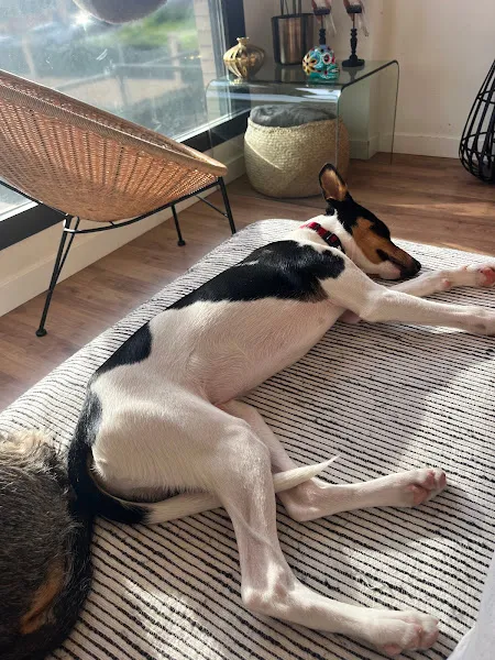 amidogs