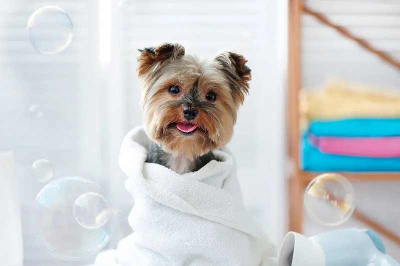 animal solucion guarderia canina