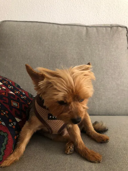 animalikos peluqueria canina guarderia alimentacion y accesorios para mascotas