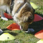 Perro con arnés olfateando entre conos de entrenamiento anut educacion canina