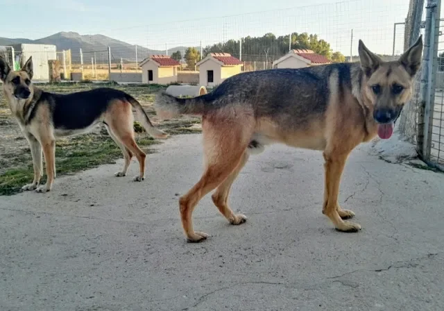 Asociación Protectora de Animales de Segovia en Segovia