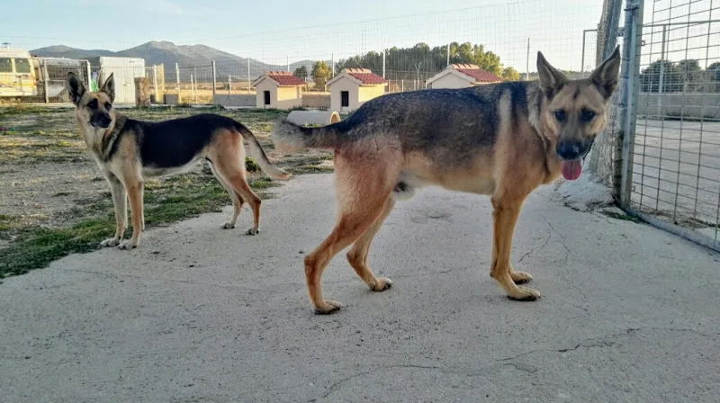 Dos perros en el patio del refugio de la asociacion protectora de animales de segovia junto a casetas y valla