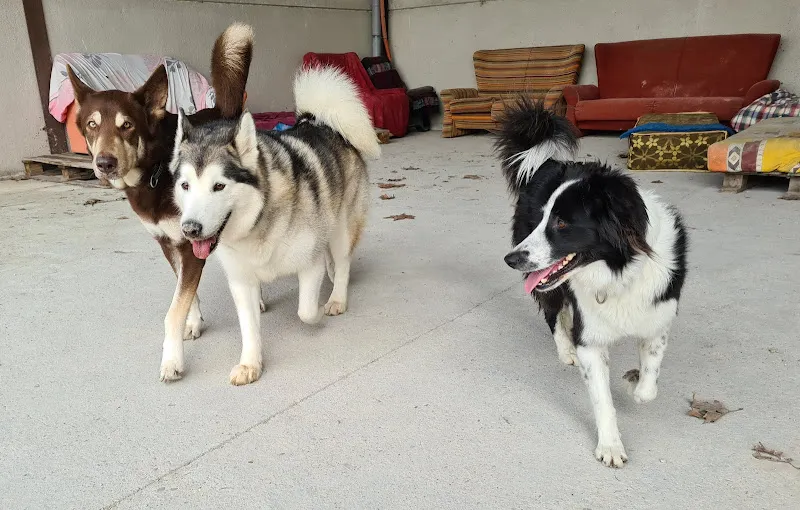 Tres perros caminando juntos en un patio, imagen ideal para bocalan