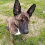Perro atigrado sentado en césped con orejas erguidas y parche blanco en el pecho de la camada boni sl