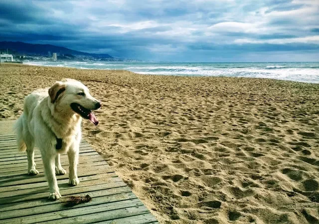 Can Therapy Educación Canina Badalona