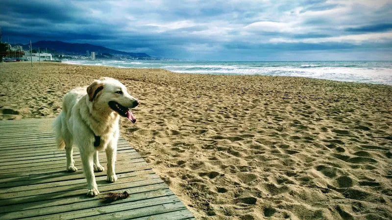 can therapy educacion canina badalona