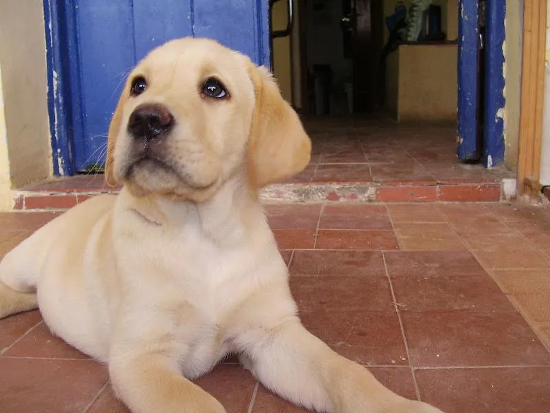 canhotel residencia canina