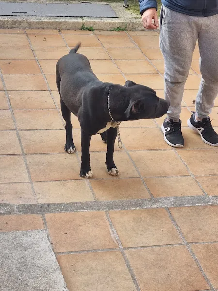 centro canino albores