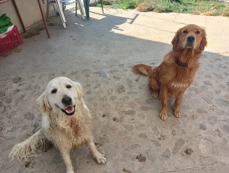 centro canino educazen y amalur