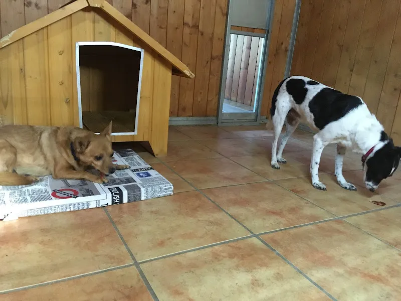 centro canino lord can