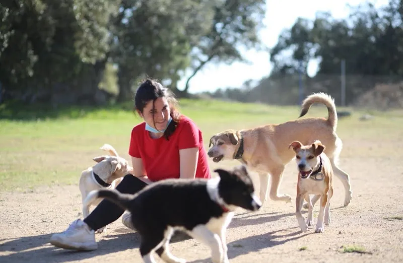 Mujer sonriente sentada en el parque rodeada de varios perros jugando conviviendog con ainoa