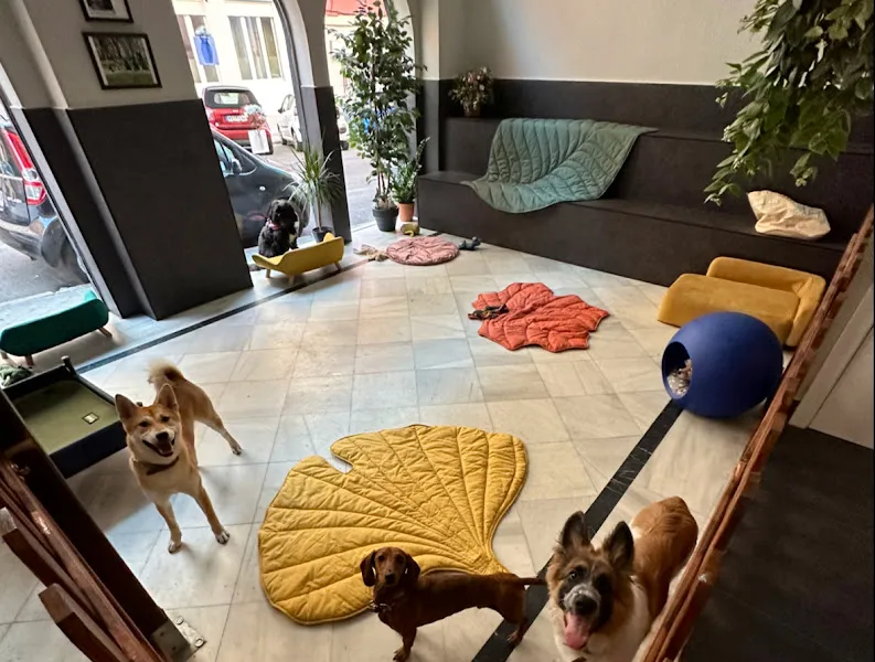 covis madrid guarderia canina
