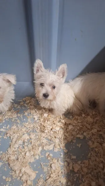 Cachorro blanco en criadero canino patitas sobre virutas de madera