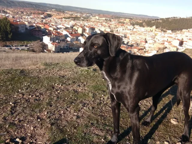 CuencaJapydog en Cuenca
