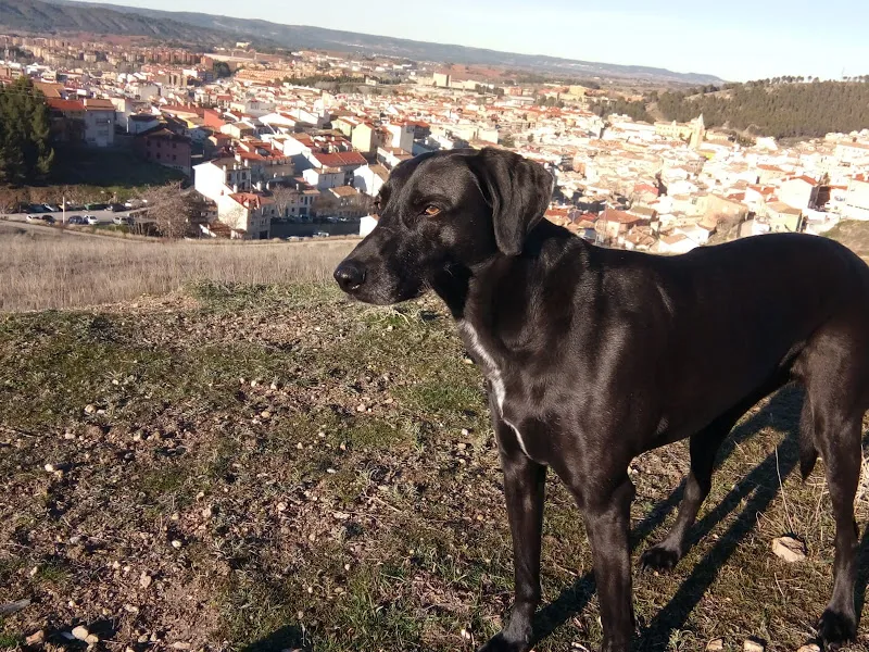 cuencajapydog