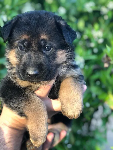 Cachorro de pelaje oscuro sostenido en manos, de becerrillo centro residencial canino.