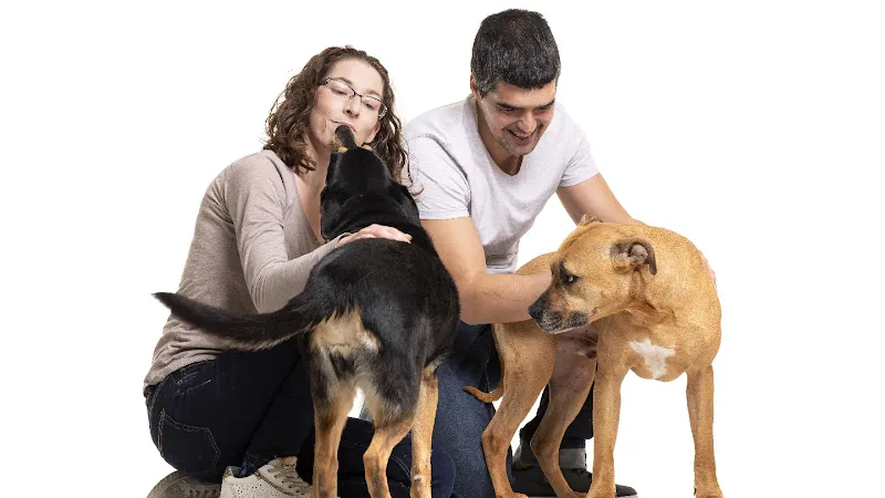 de perro a perro