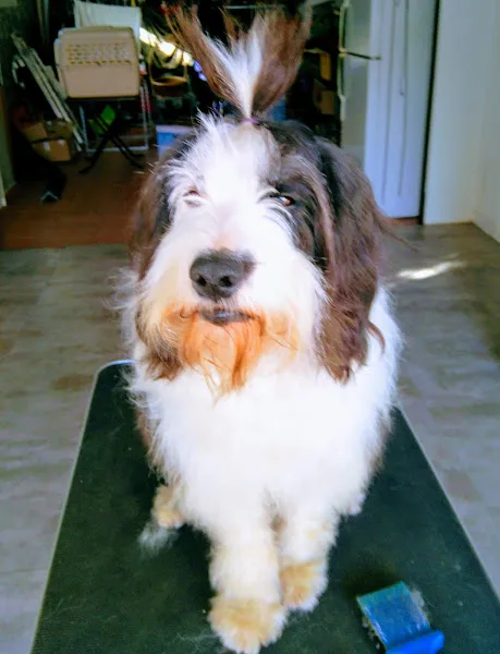 Perro blanco y marrón con moño en mesa de aseo de perros cobisa peluqueria canina
