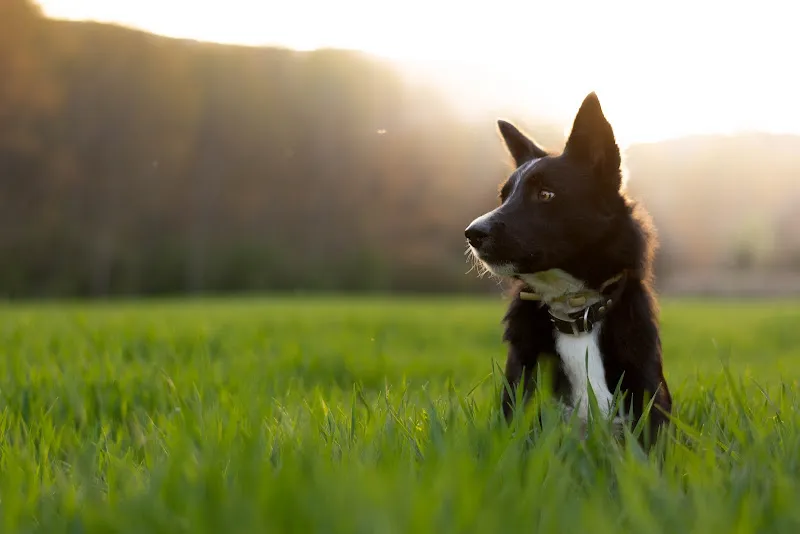 Perro negro con pecho blanco sentado en césped verde al atardecer en imagen de perros