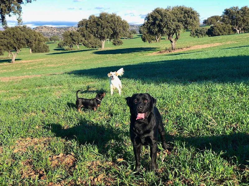 dog camp madrid