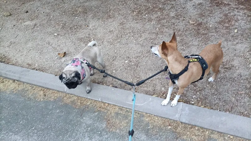 doggyperretes