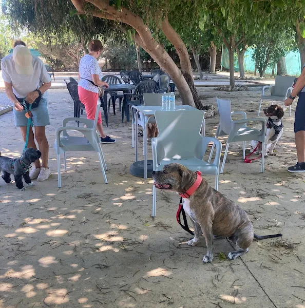 Grupo de perros con sus propietarios en una sesión de adiestramiento al aire libre dogtrainingcostablanca
