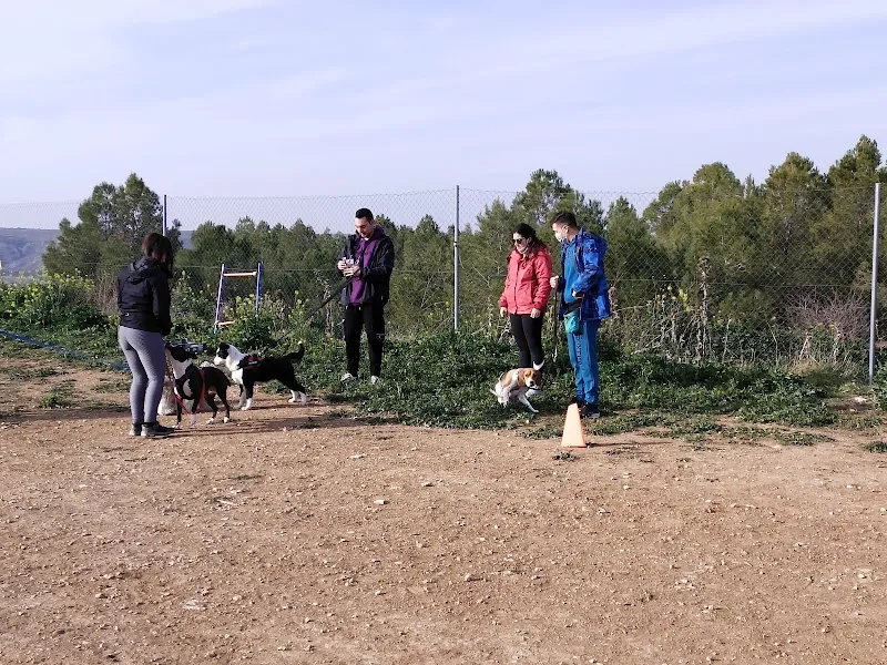 Personas en un parque canino realizando ejercicios y socialización con varios perros en dperros club.