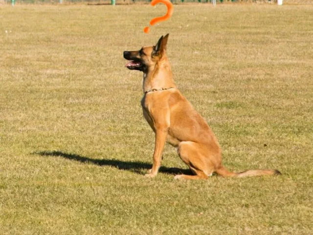 El adiestrador de perros Barcelona