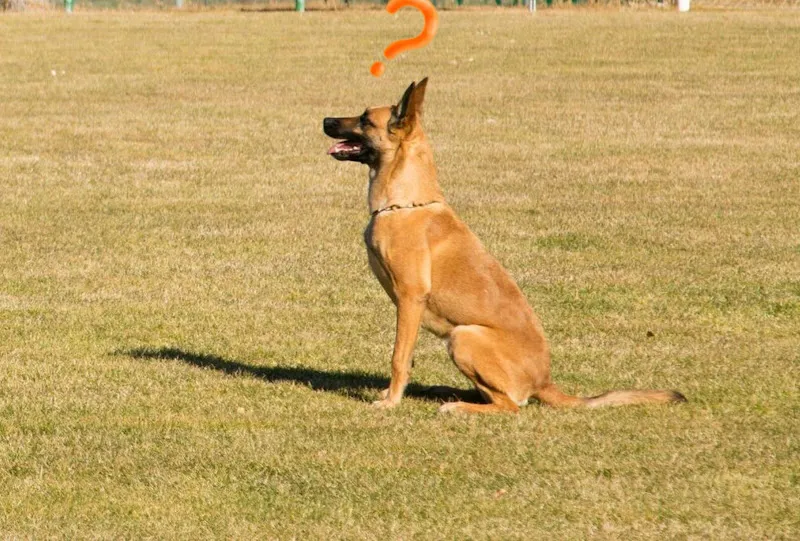 el adiestrador de perros barcelona