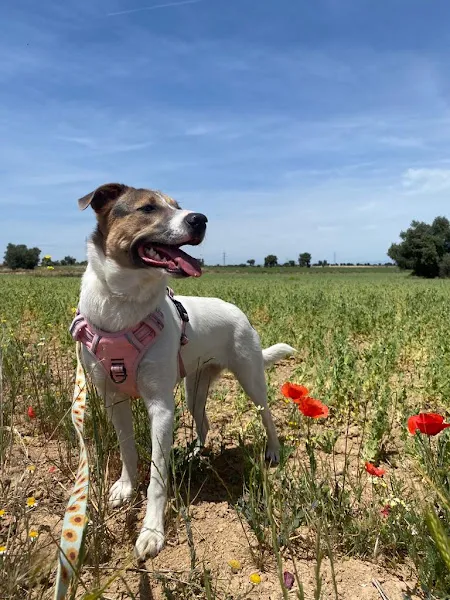 el perro feliz madrid centro