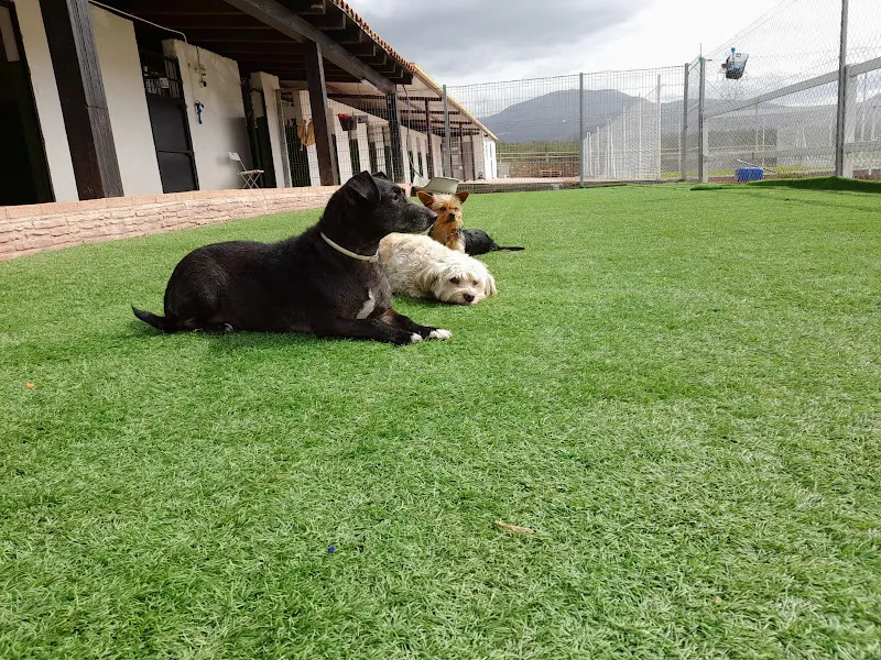 el salto hotel canino