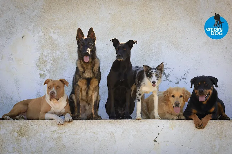 empiredog