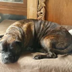 Perro atigrado grande descansando sobre un sofá junto a una almohada en finca alegranza