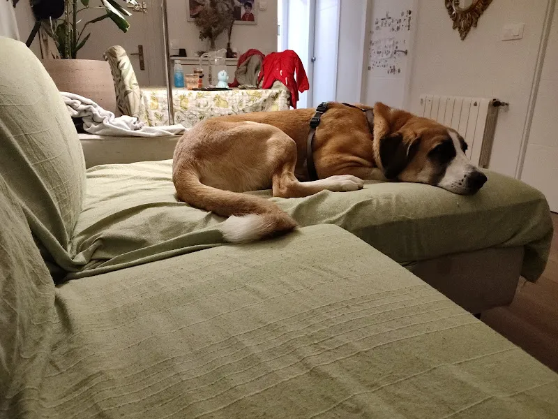 game for dogs