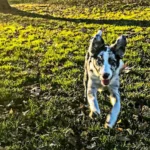 guarderia canina colmillo blanco
