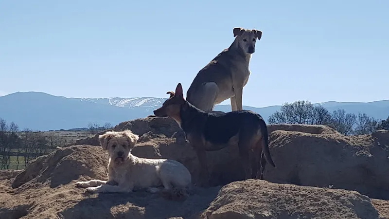 Tres perros relajados sobre un montón de rocas con paisaje montañoso en guarderia canina corazon de perro