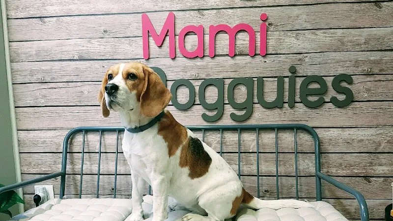 guarderia canina en madrid mami dogguies