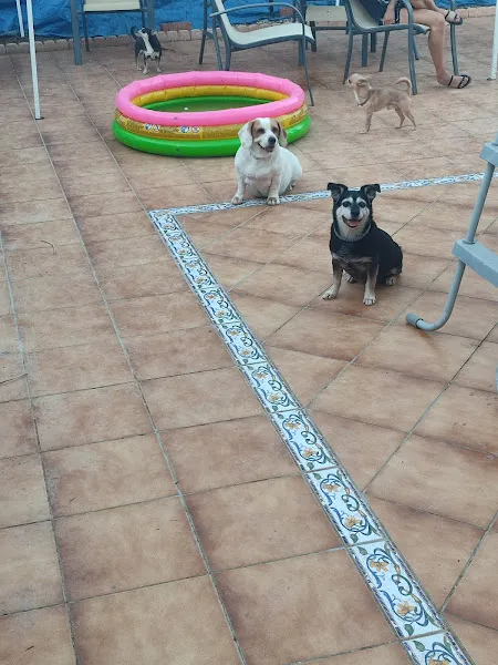 Grupo de perros sobre una terraza con piscina hinchable y sillas, guarderia canina mucho mejor que en casa.