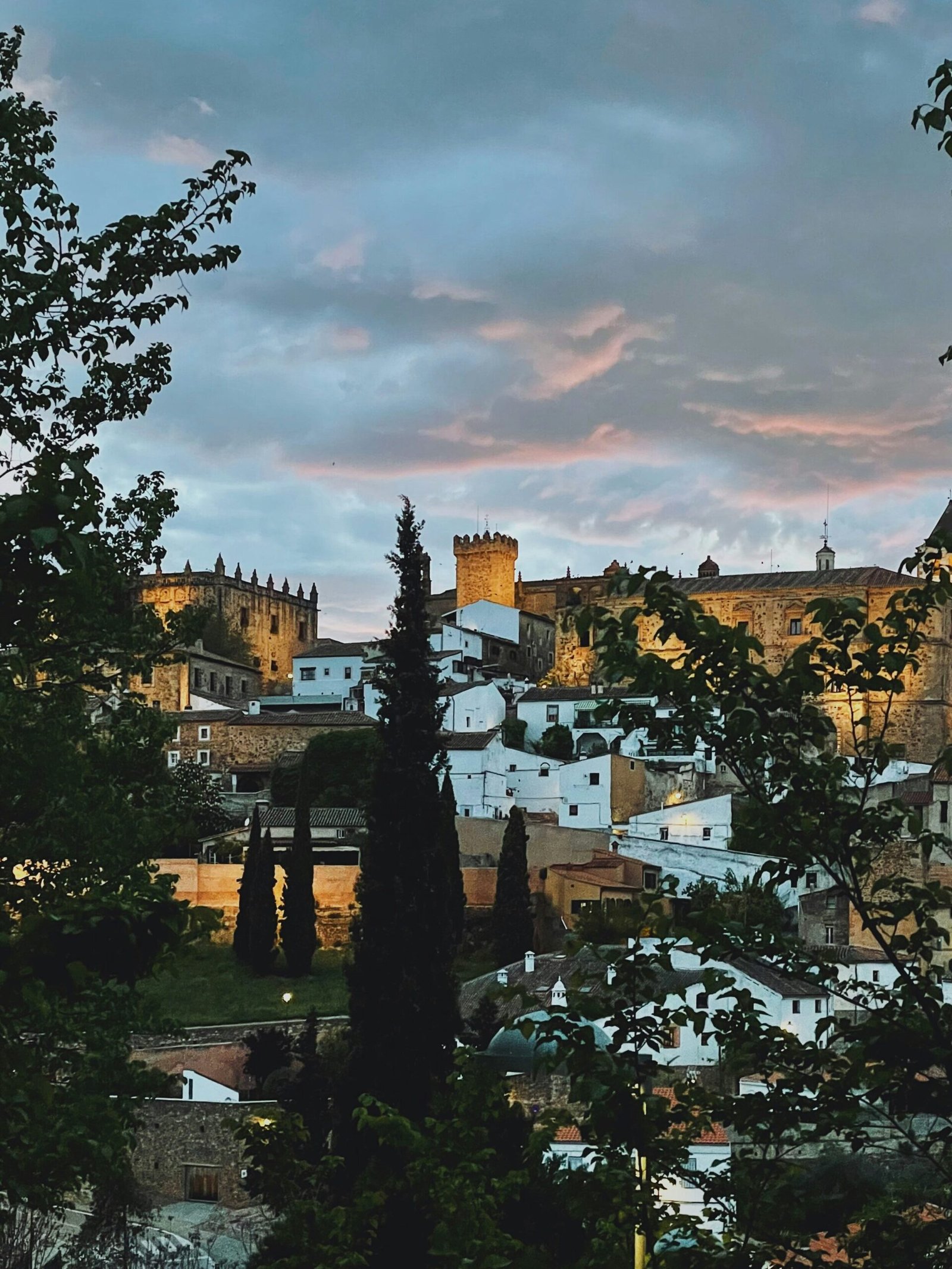 harpocan labradores en plasencia caceres 1 scaled
