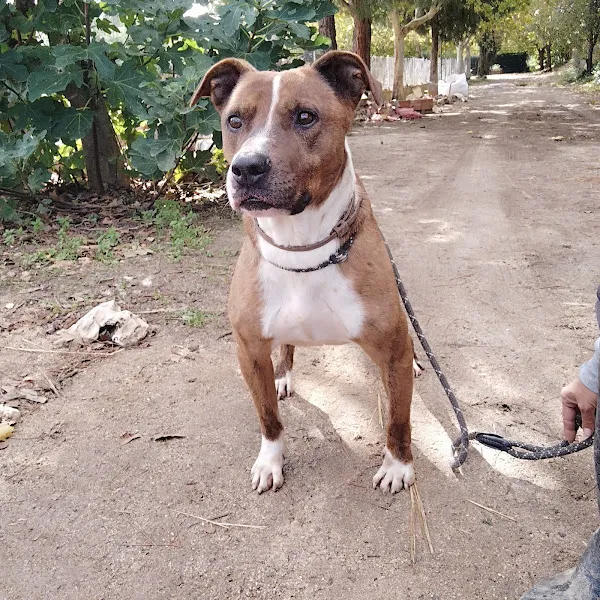 Perro mestizo marrón y blanco con correa y collar, atento en un camino de tierra en haruko centro canino.