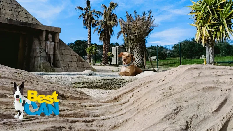 Perro descansando en área exterior con palmeras y estructura rocosa en hotel canino bestcan