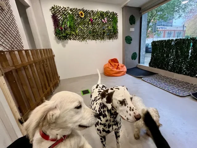 Hotel Canino PEEK | Guardería Residencia
