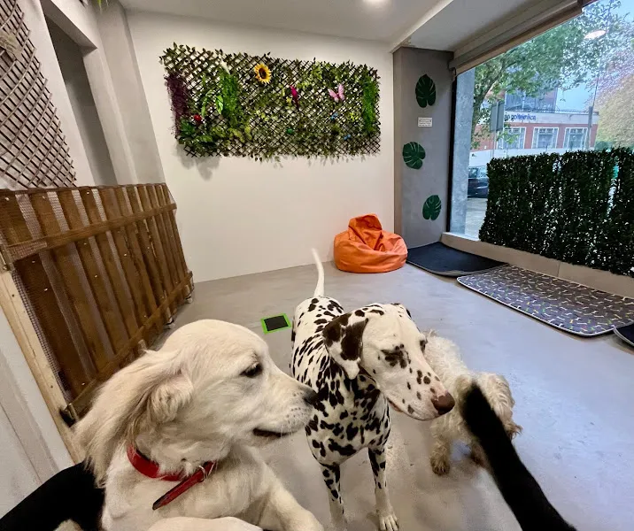 hotel canino peek guarderia residencia