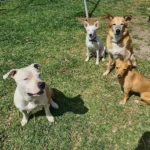 ilea educación canina