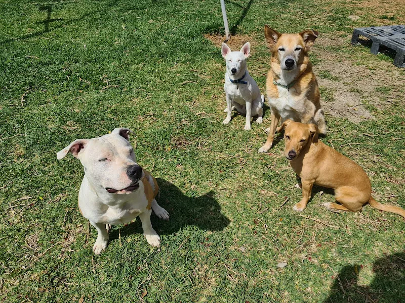 ilea educacion canina