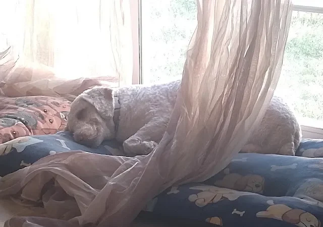 La Huella de Mico