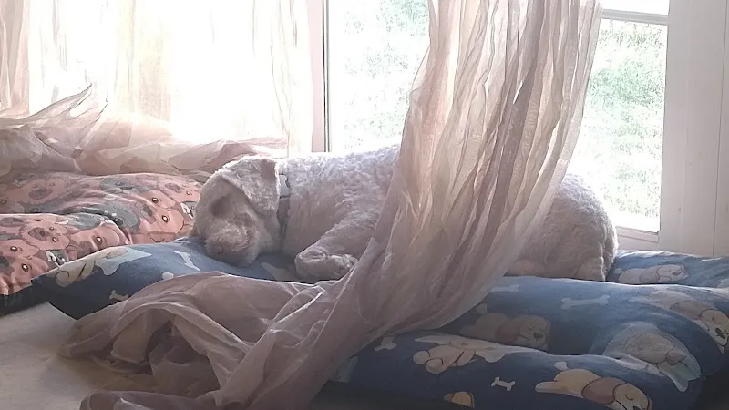 la huella de mico